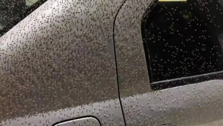 La IMPRESIONANTE foto de la plaga de mosquitos en Chetumal que dejó a su paso el Huracán Beryl.
