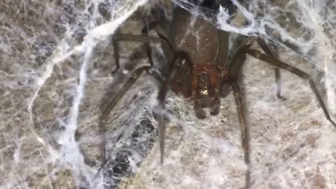 Las arañas violinistas prefieren lugares oscuros y tranquilos