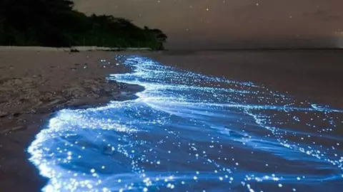 ¿Cuándo y dónde puedo ver la Bioluminiscencia en Holbox? Esto debes saber