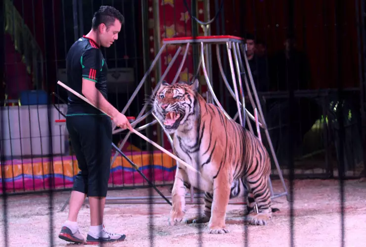 Semarnat debe decir dónde fueron reubicados los animales de circo