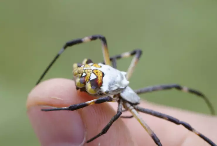 araña plateada indomable x naturaleza