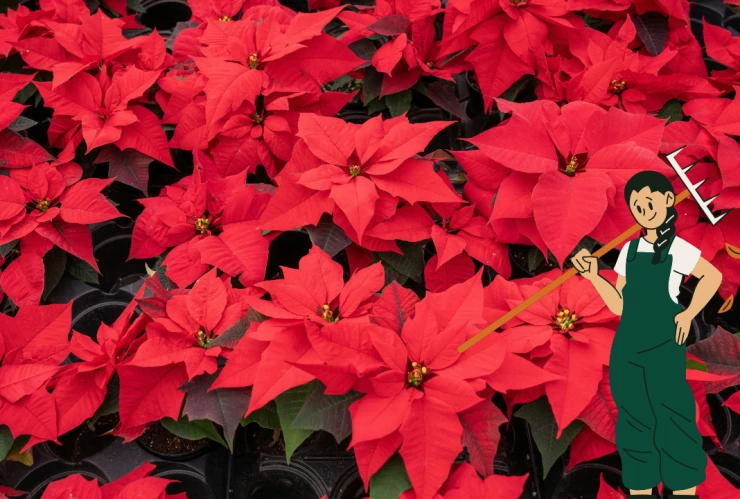 flordenochebuena (1).png