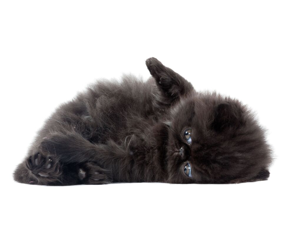 gato negro