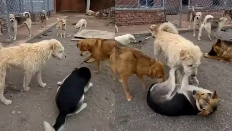 Perro se vuelve viral por controlar a otros canes en refugio de China