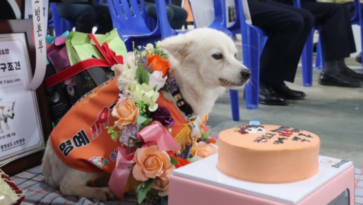 Baekgu-perro-honorario.jpg