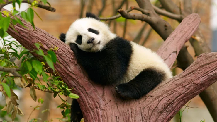 panda