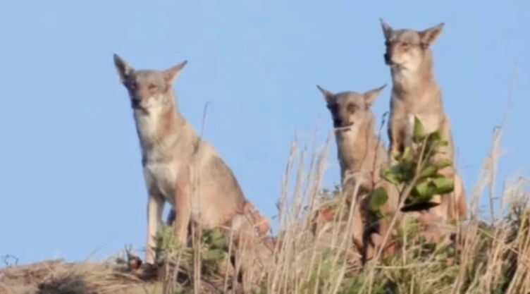 manada-coyotes-invaden-ciudad-coatzacoalcos