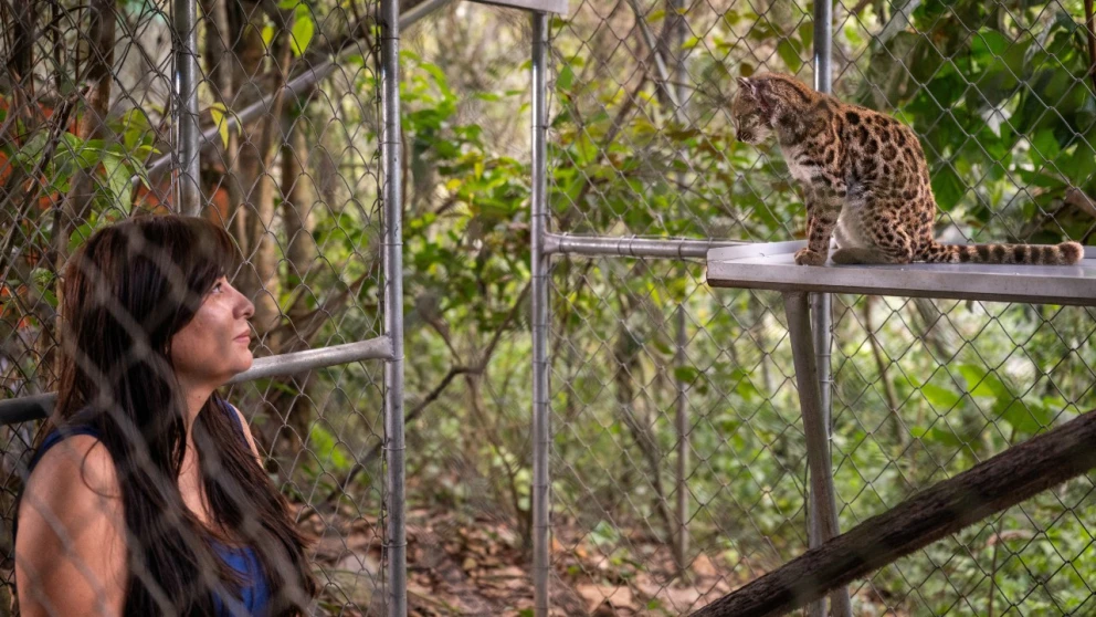 Leopardus Tilcayo La Nueva Especie De Gato Salvaje Encontrada En Bolivia leopardus-tilcayo-la-nueva-especie-de-gato-salvaje-encontrada-en-bolivia