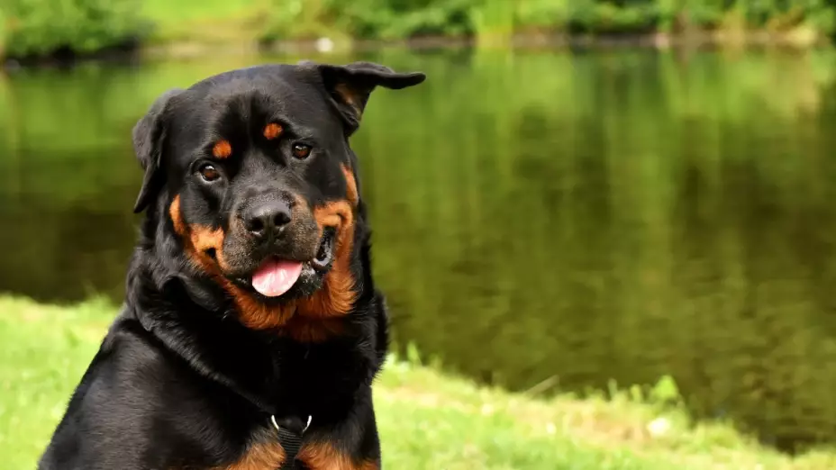 perros-inteligentes-razas