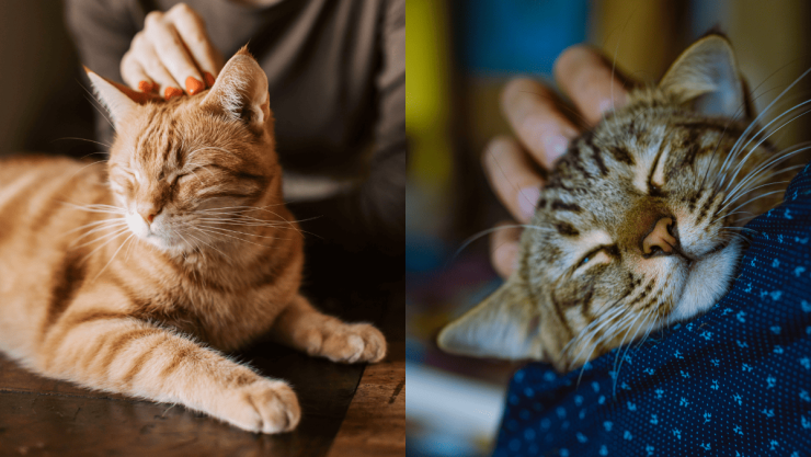 ¿Qué significa que una persona ama a los gatos, según la psicología.png