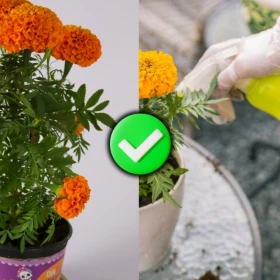 /estilo-de-vida/cempasuchil-maceta-no-se-seque-dia-de-muertos