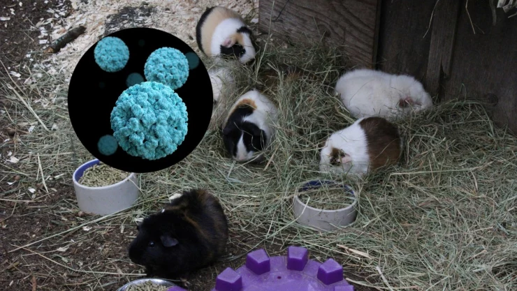 virus-pieles-mercados-china