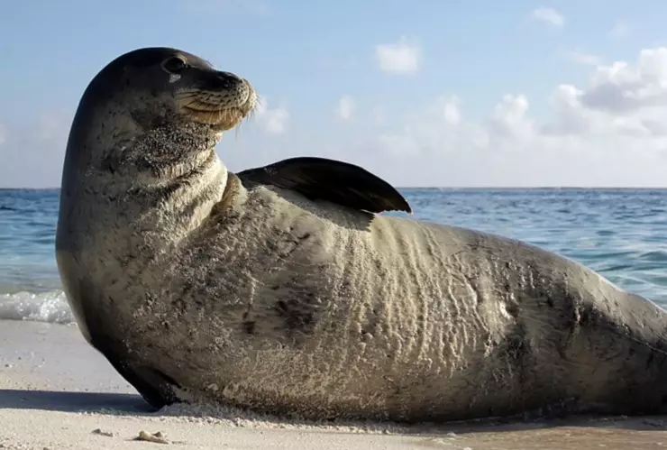 Foca Monje del Caribe