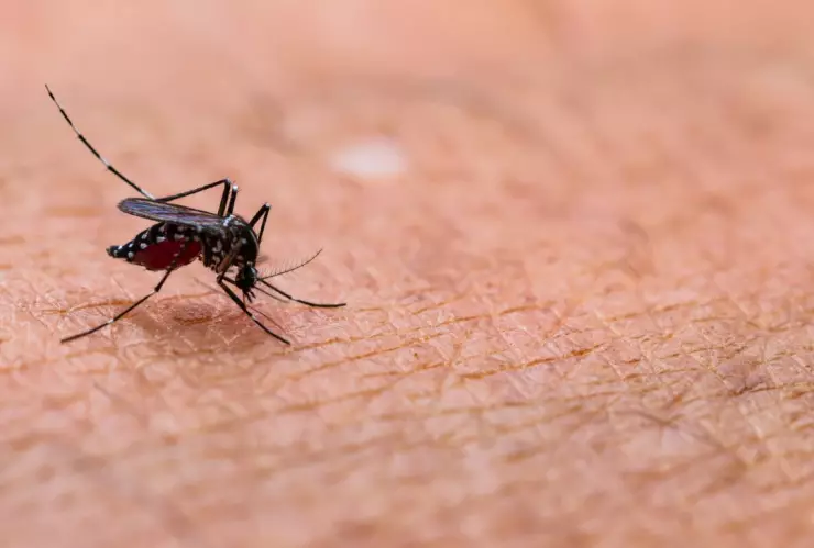 Dengue en México: Oaxaca en alerta