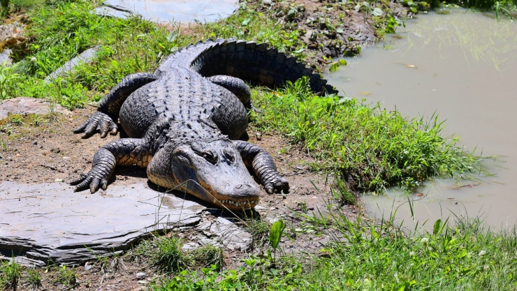 Un cocodrilo adulto saliendo del agua de un pantano