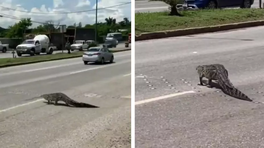 cocodrilo Altamira Tamaulipas video