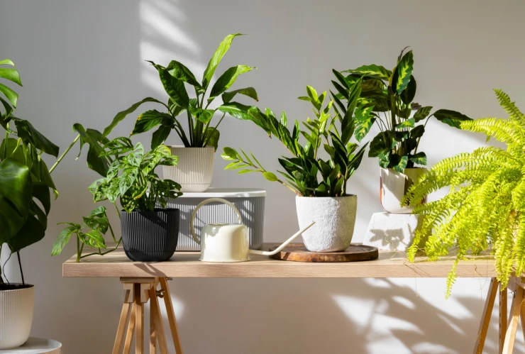 dónde poner plantas para que crezcan