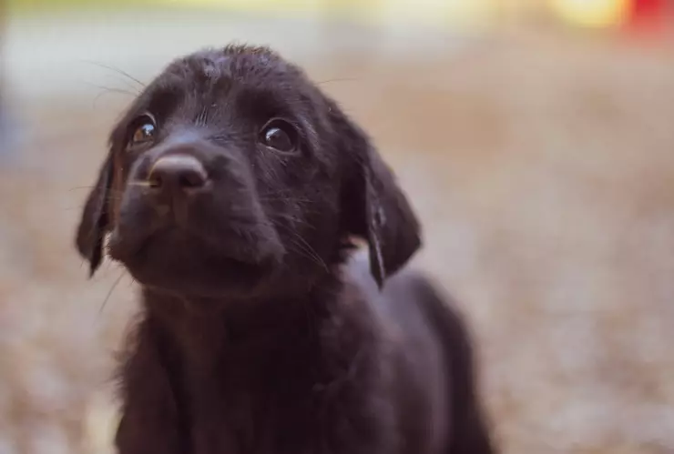 Parvovirus canino en Yucatán Esto se sabe sobre la posible epidemia