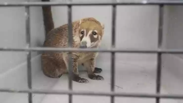 Coatí fue captado deambulando en Kanasín y vecinos pidieron apoyo