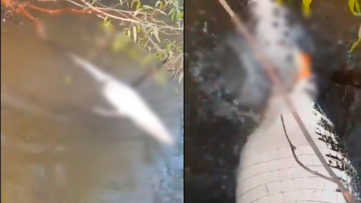 VIDEO GRÁFICO | Pirañas le abren el estómago a un cocodrilo y lo devoran por dentro en pleno lago