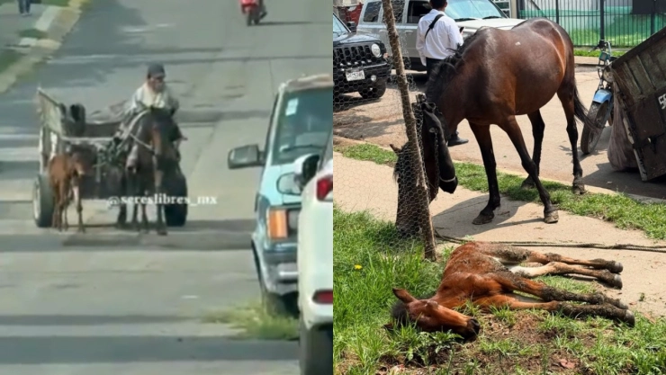 Rescatan-a-yegua-y-su-cría-eran-obligadas-a-recolectar-basura-en-Ixtapaluca