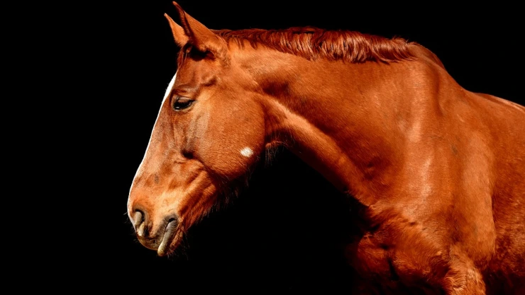 caballo maltrato