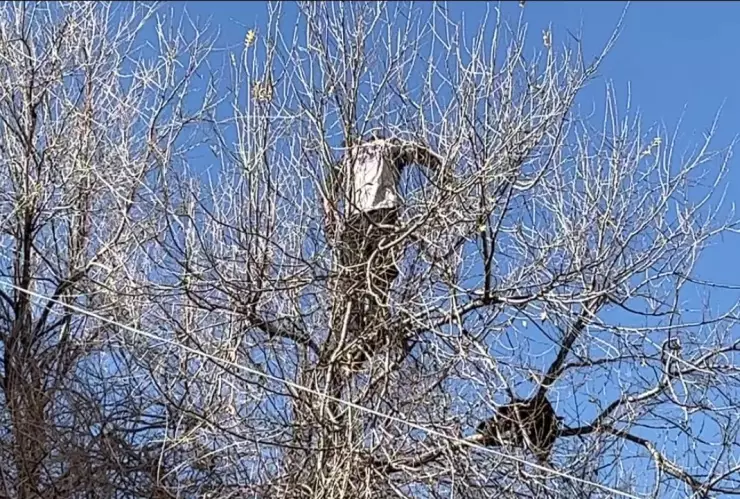 CDMX: Un hombre se lanzó de una azotea en el Centro y se atoró en un árbol