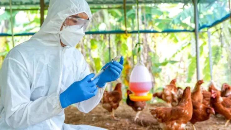 ¿Qué es la gripe aviar A (H5N2) o influenza?: Síntomas y formas de contagio