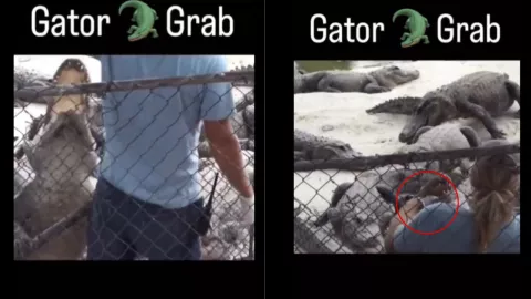 Cocodrilo le muerde la mano a su cuidador