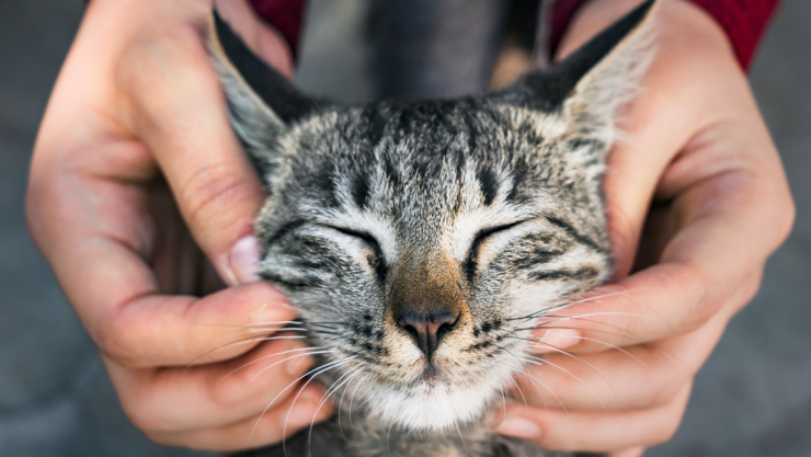/mascotas/veterinarios-persona-favorita-gatos