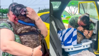 Perrita encontrada 8 años después.png