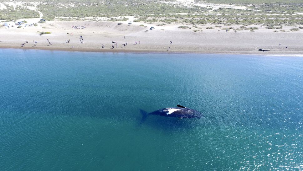 ARGENTINA-BALLENAS