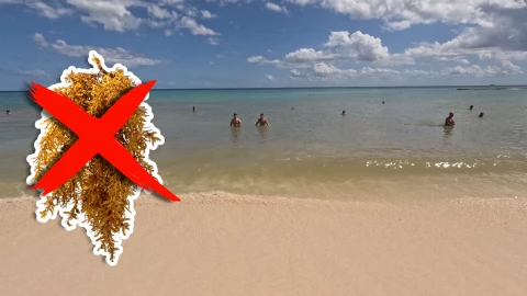 Estas son las playas sin sargazo en Quintana Roo HOY 12 de octubre de 2025_ De Holbox, Cancún, Tulum a Xcalak.jpg