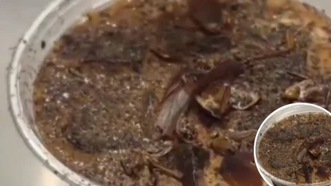 Café con cucarachas en China.png