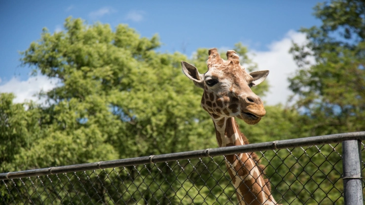 Zoológicos-su-importancia-preservación-especies