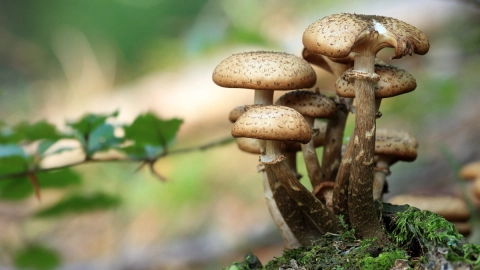 hongos alucinógenos