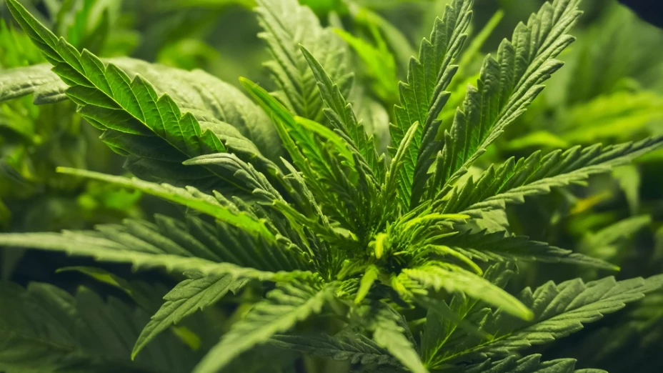 cannabis, senado.jpg