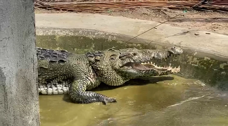 El cocodrilo encontrado en Chiapas mide tres metros.