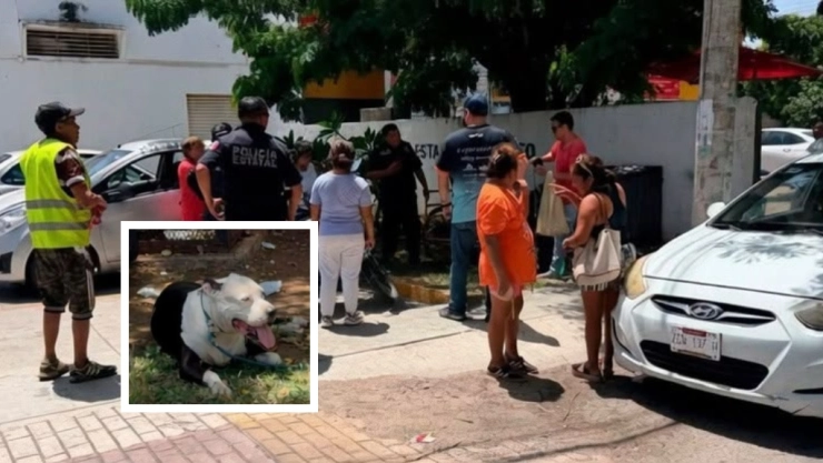 Pitbull se escapa y termina LANZÁNDOSE contra dos abuelitos y su nieta en Brisas; ¿Hay heridos?