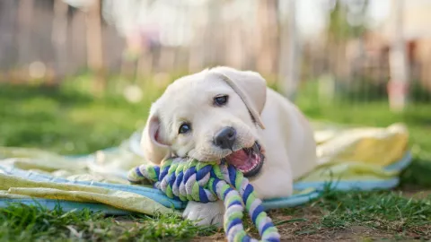 Juguetes para cachorros