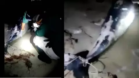 Hallan delfín muerto en orilla de las playa Chelem