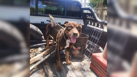 Abandonan perro pitbull en Guasave