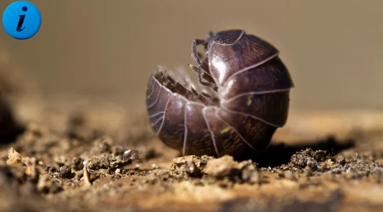 Bicho bolita en el huerto Los increíbles beneficios de este pequeño aliado.jpg