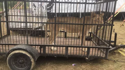 Rescatan a leona de circo en Hidalgo; extrae basura de su estómago