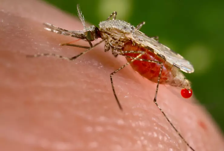 La OMS declaró libre de malaria a China