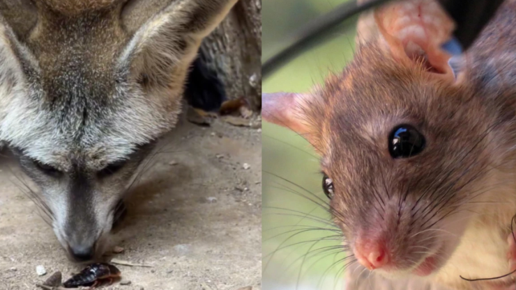 Zoológico de San Antonio