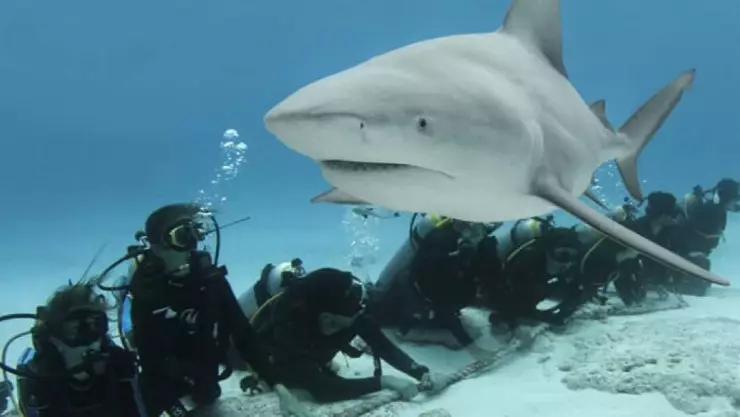 ¡Ya están aquí! Inicia la temporada del tiburón toro en Playa del Carmen 2025 y esto es lo que debes saber