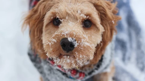 Estas razas de perro odian el frío: descubre si está tu mascota y cómo protegerla