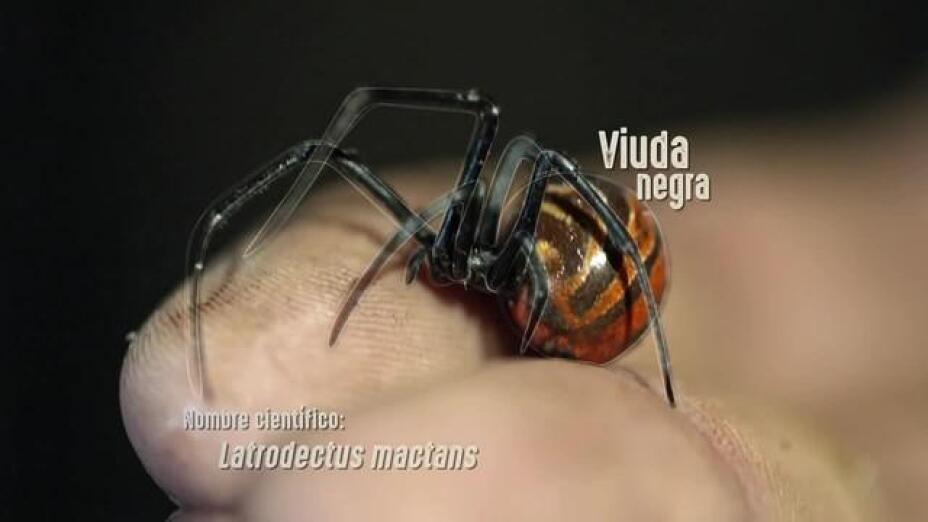 la-viuda-negra-es-venenosa-y-tiene-una-neuro-toxina-muy-peligrosa.