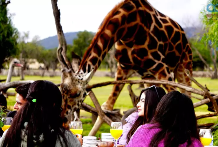 Desayunos y comidas en Reino Animal